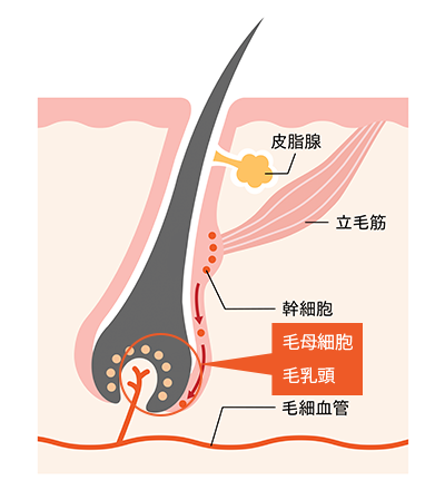 毛根周辺組織（毛の細胞）を破壊