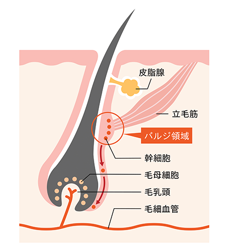 これから生えてくる毛を抑制