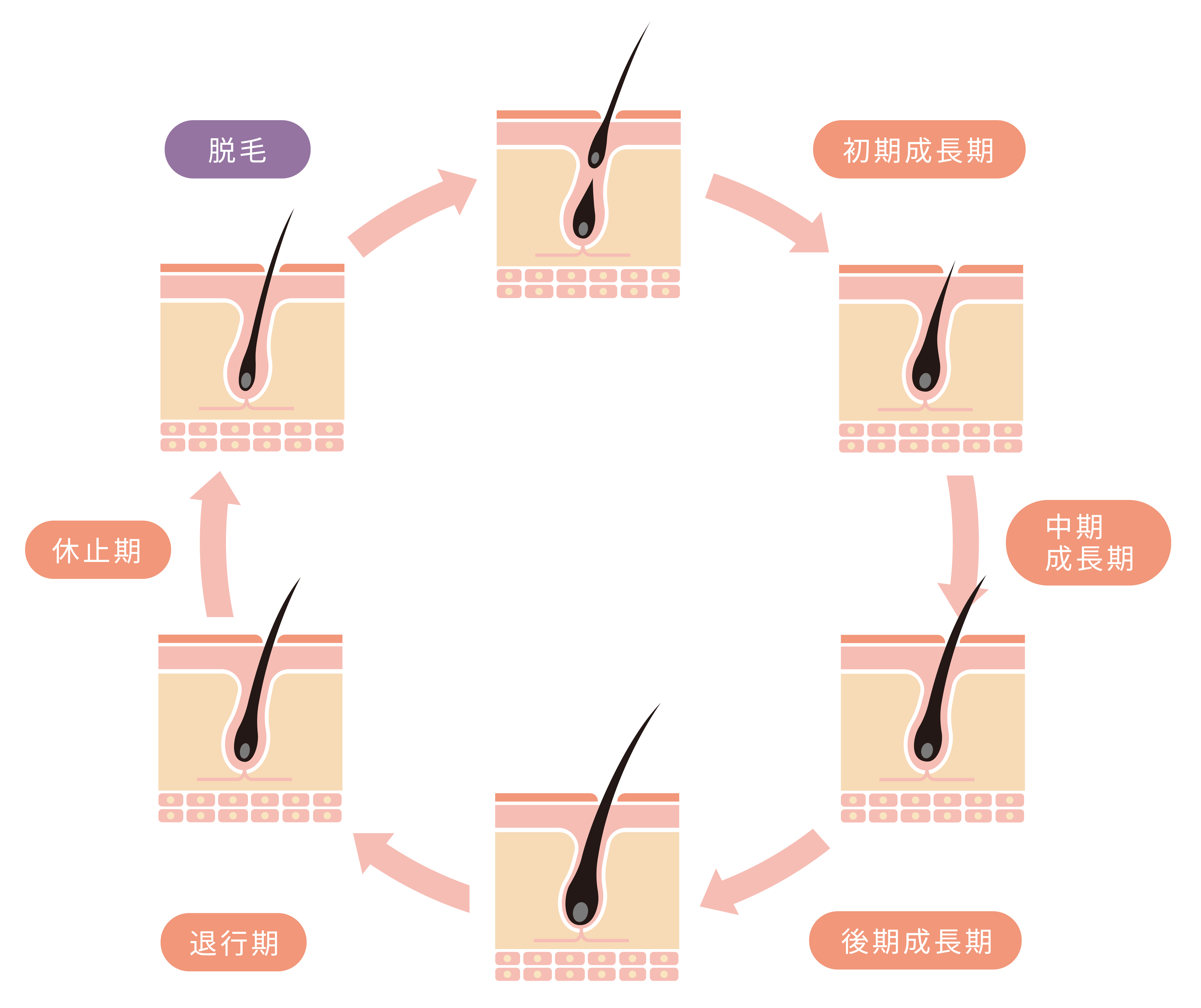 光脱毛(フラッシュ脱毛)と医療脱毛の違いは？仕組みや毛の構造について解説ー福岡・沖縄の医療脱毛ならKANNO'A.clinic(カノアクリニック)