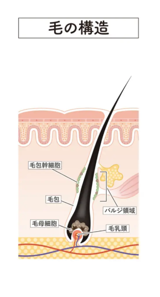 光脱毛(フラッシュ脱毛)と医療脱毛の違いは？仕組みや毛の構造について解説ー福岡・沖縄の医療脱毛ならKANNO'A.clinic(カノアクリニック)